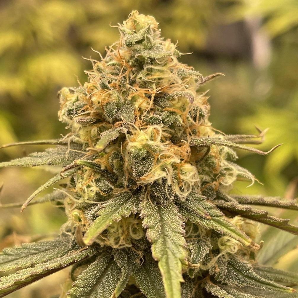 OG Kush Steckling Steckling Lucky Hemp