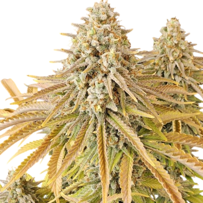 3 Chems Steckling Steckling Lucky Hemp