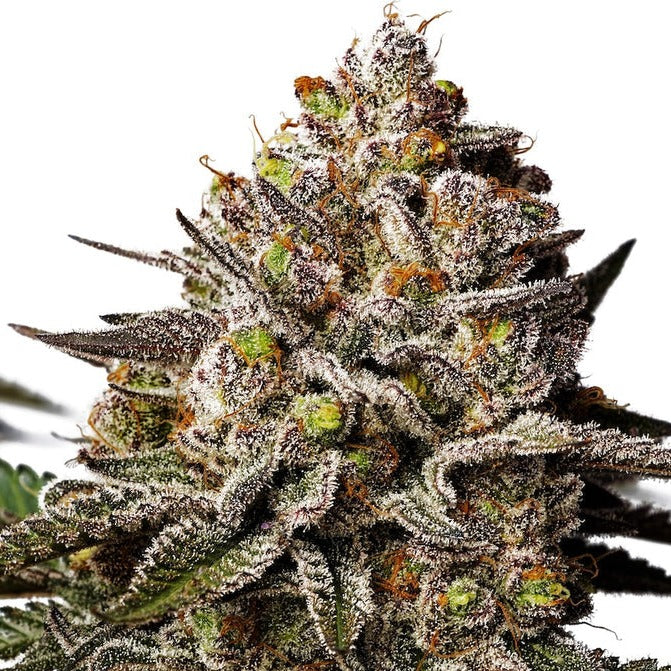 Platinum Chunck Cookies Steckling Steckling Lucky Hemp