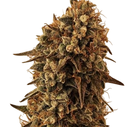 3 Chems Steckling Steckling Lucky Hemp