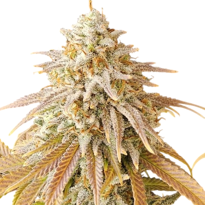 3 Chems Steckling Steckling Lucky Hemp