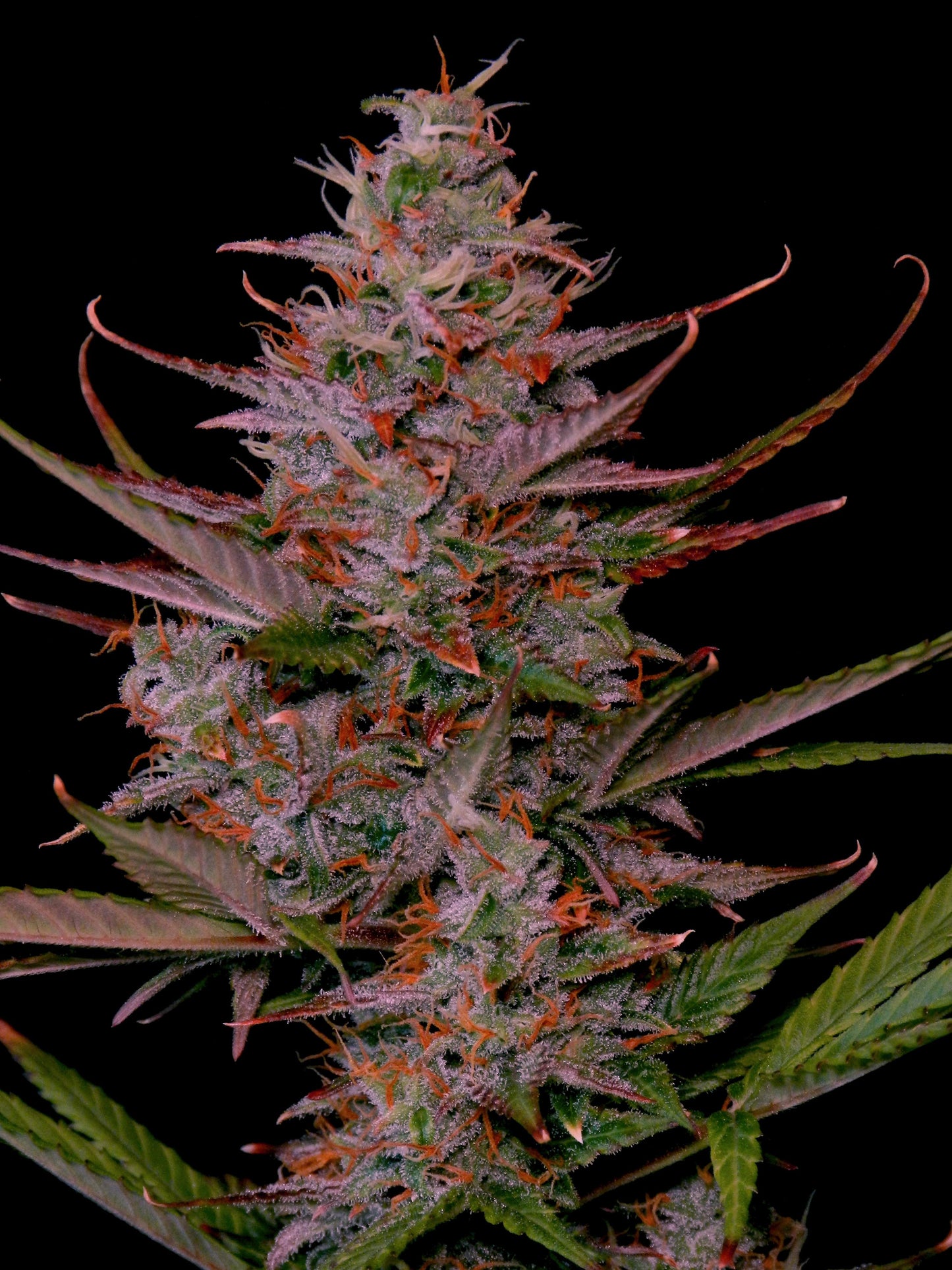 Purple Frost Steckling