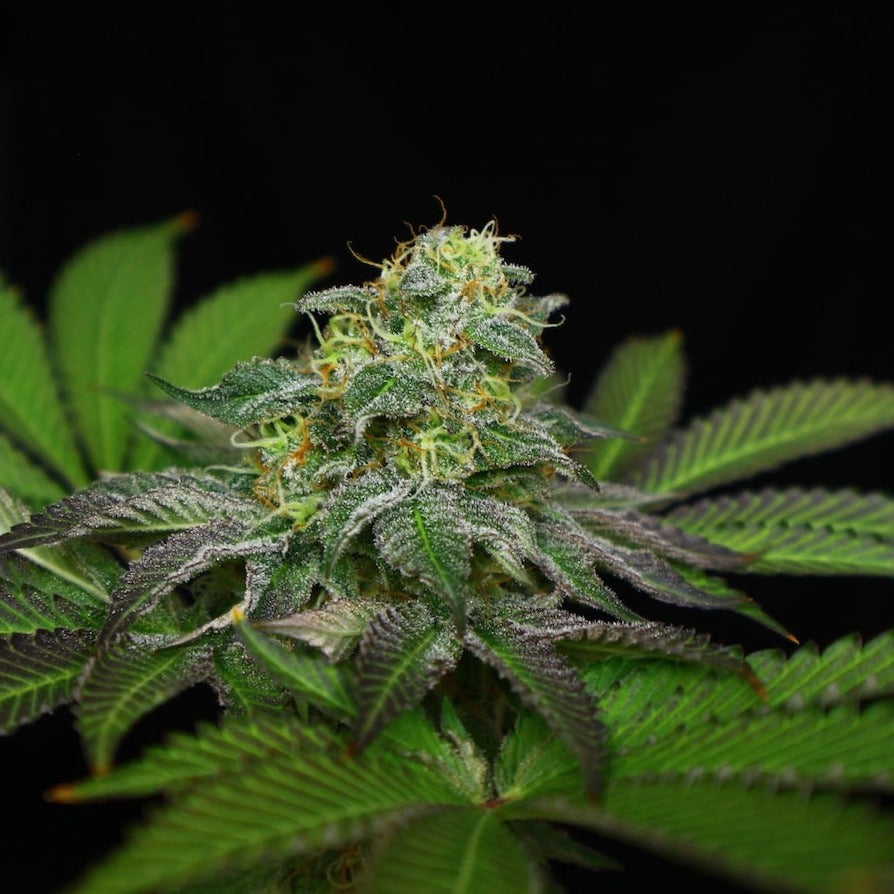 Blue Zushi Steckling Steckling Lucky Hemp