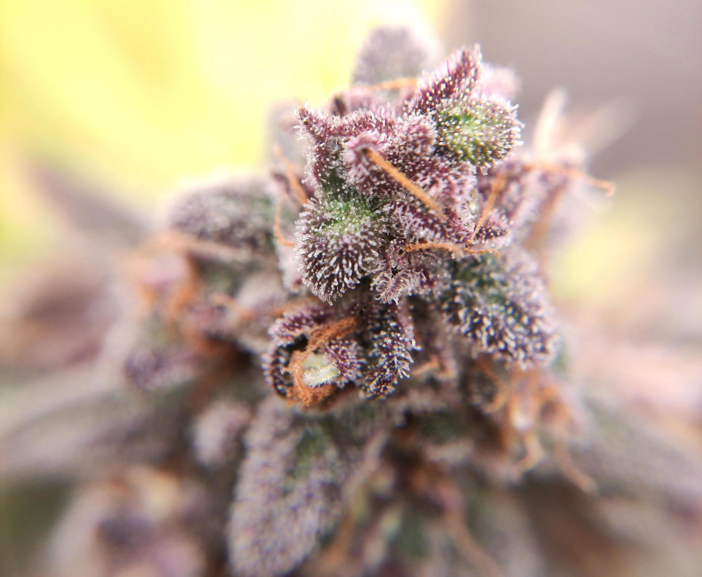 Purple Frost Steckling