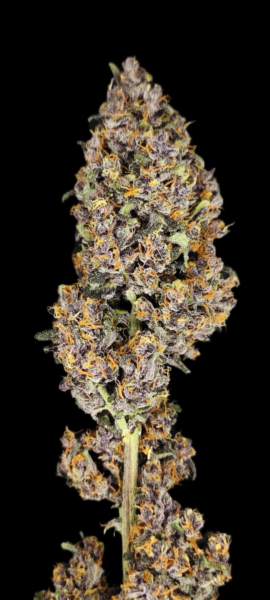 Purple Frost Steckling