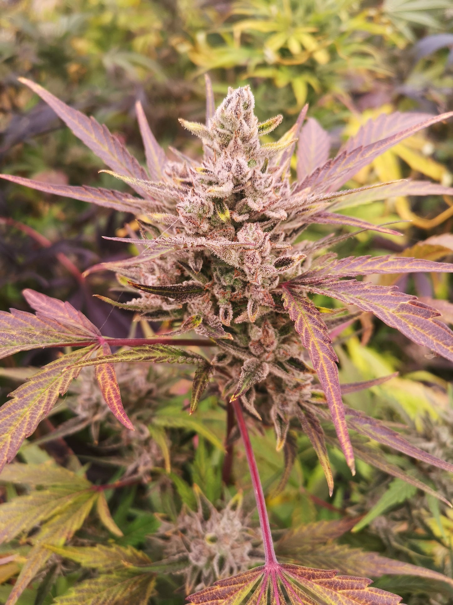 AK47 Samen Automatik Lucky Hemp
