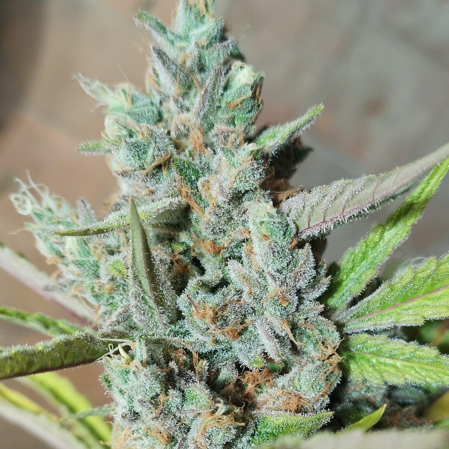 Amnesia Haze Samen Feminisiert Lucky Hemp