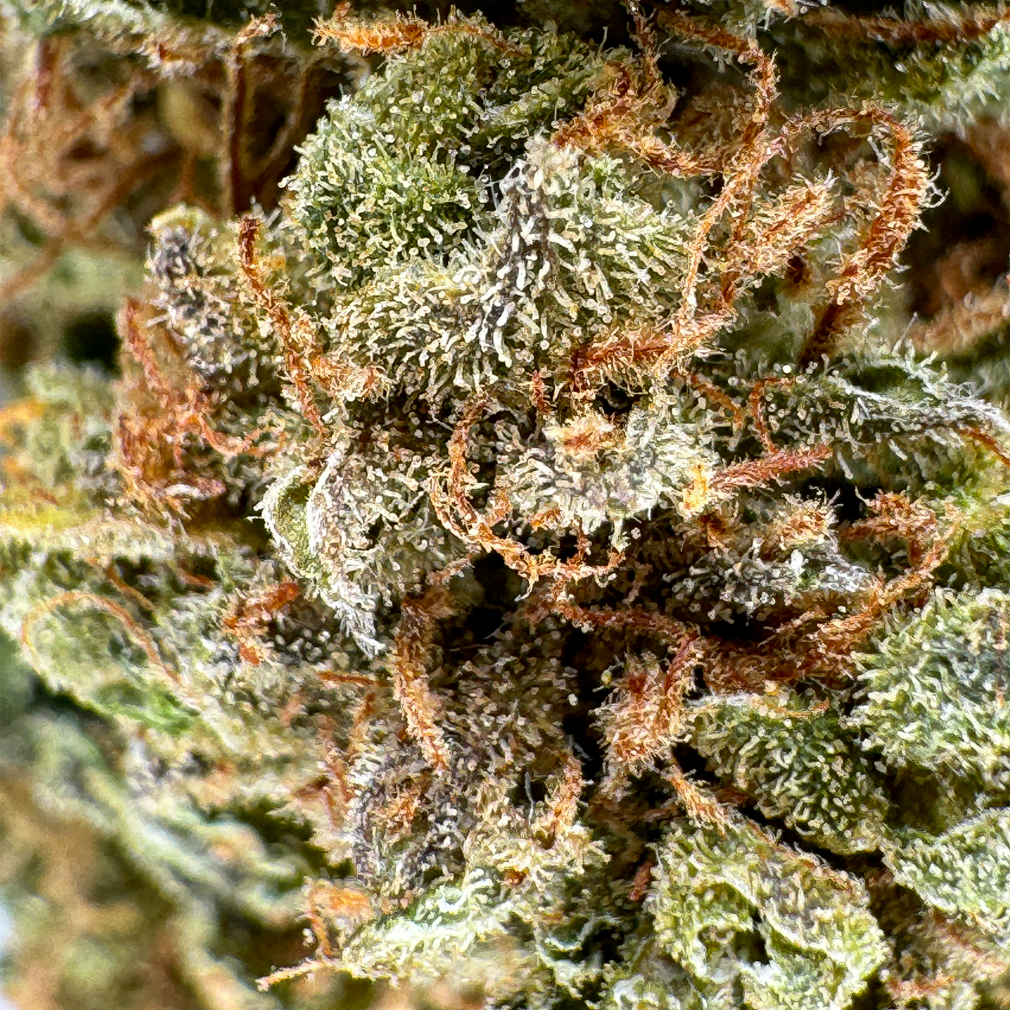 Berry Kush Bulkgoederen
