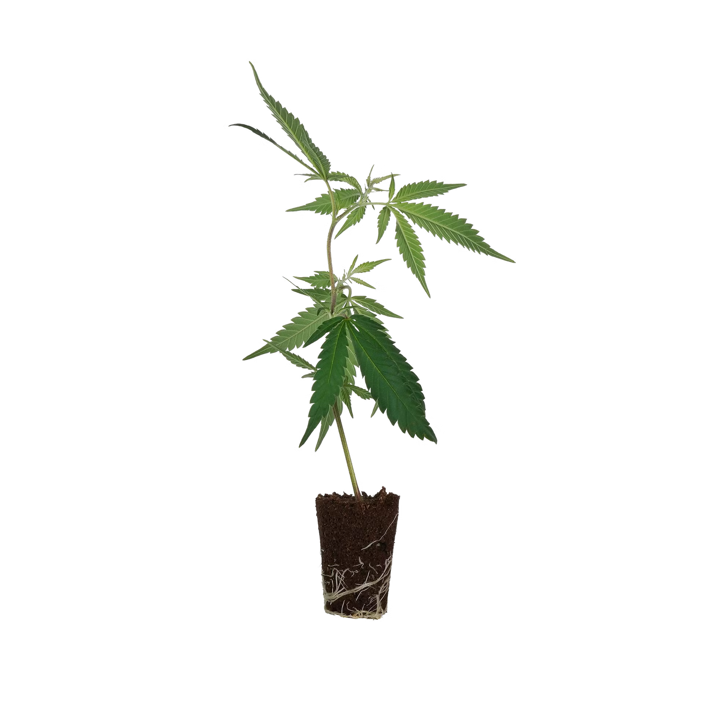 Blue Zushi Steckling Steckling Lucky Hemp