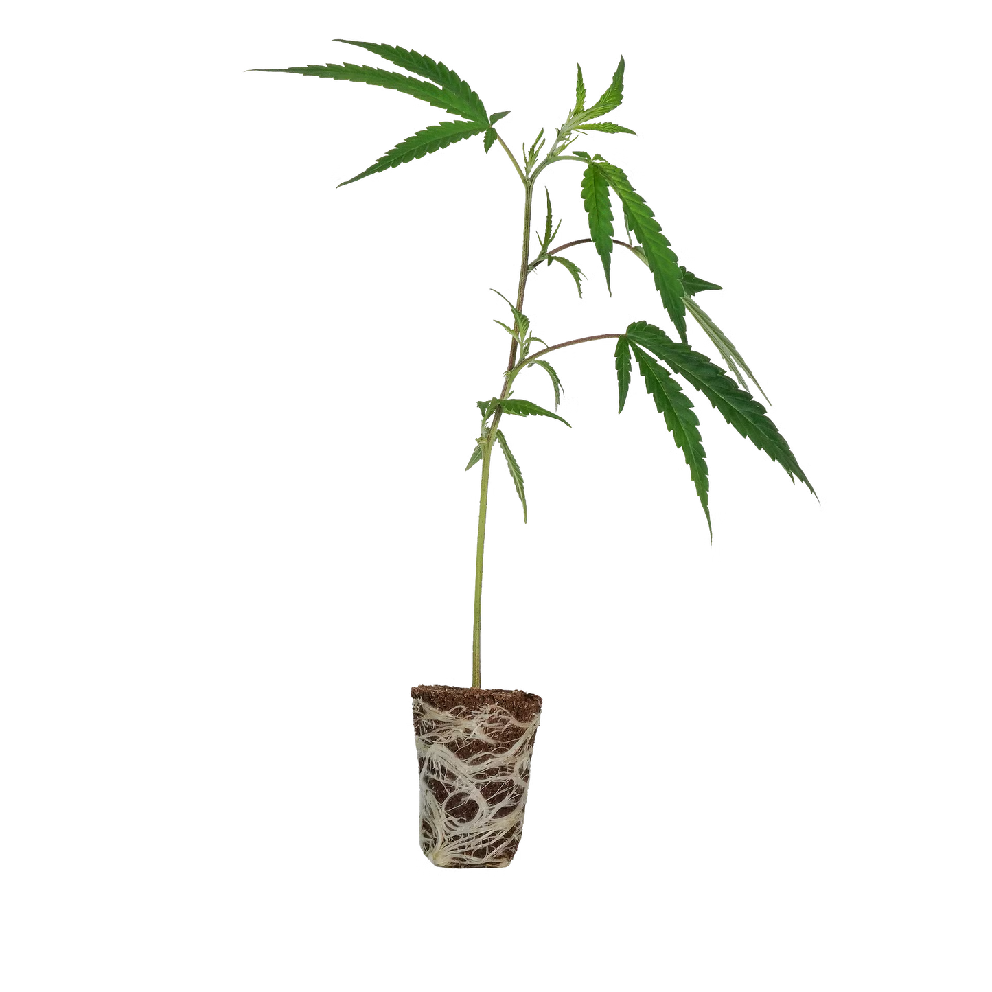 Cake & Punch Steckling Steckling Lucky Hemp