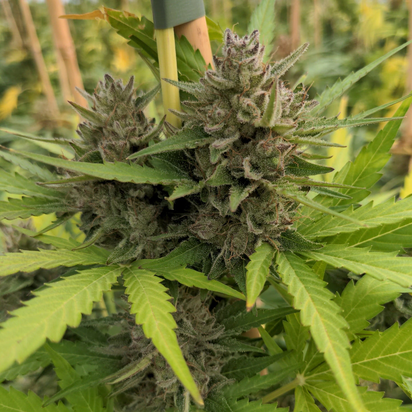 Cookies Samen Automatik Lucky Hemp