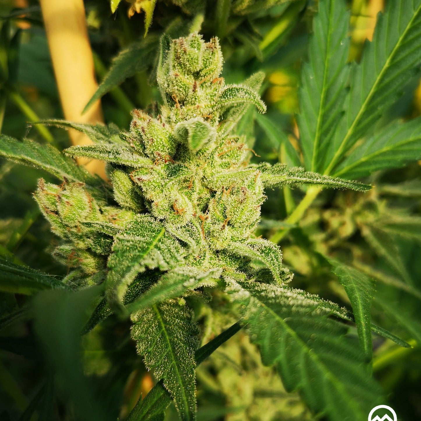 Gorilla Mandarine Samen Automatik Lucky Hemp