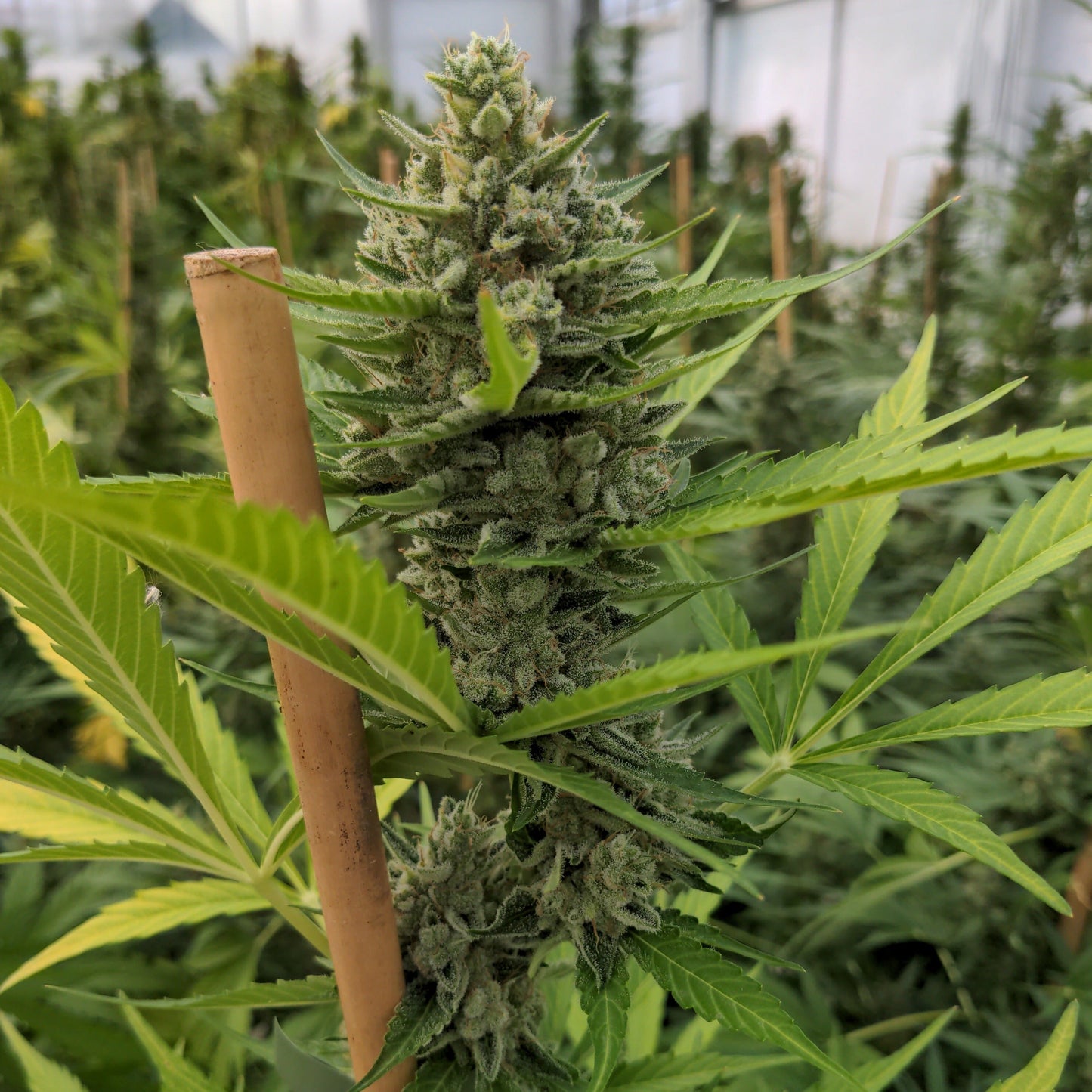 Gorilla Mandarine Samen Automatik Lucky Hemp