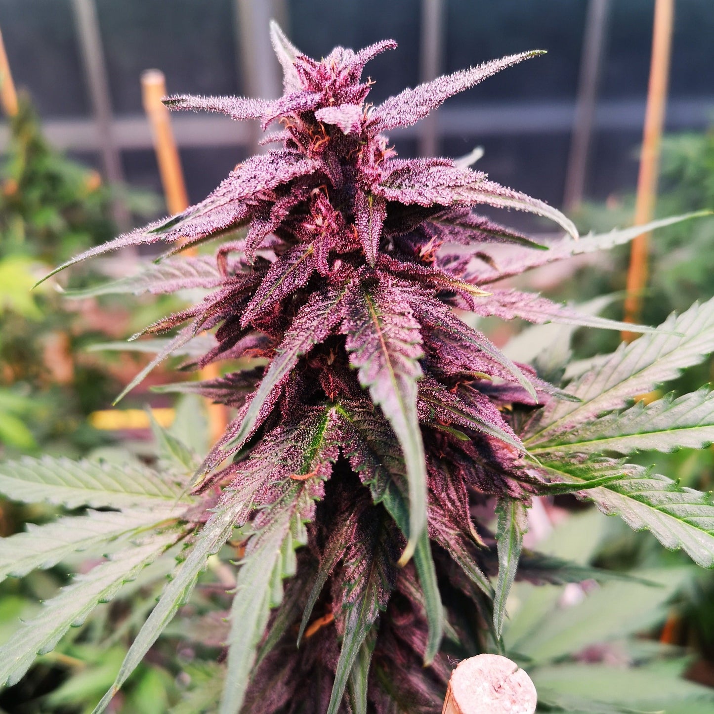 Gelato Samen Automatik Lucky Hemp