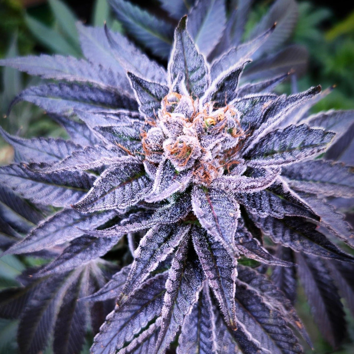 Gogurtz Steckling Steckling Lucky Hemp