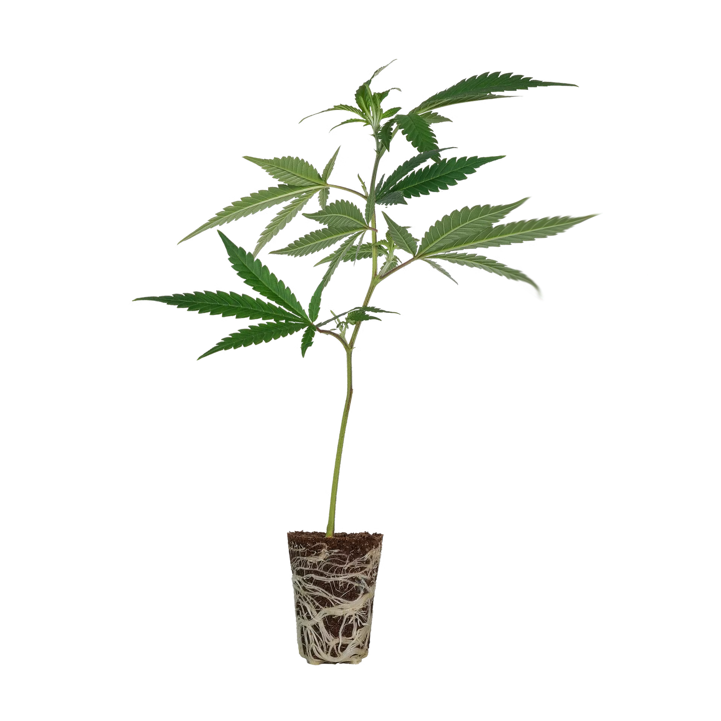 LSD Steckling Steckling Lucky Hemp