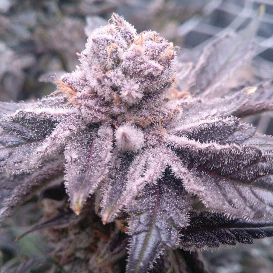 Mandarin Cookies Steckling Steckling Lucky Hemp