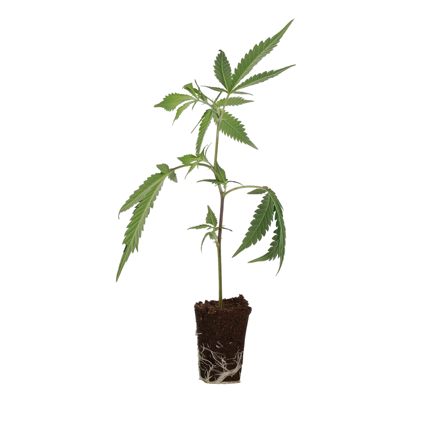 OG Kush Steckling Steckling Lucky Hemp