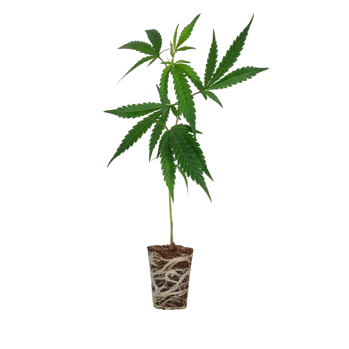 Platinum Chunck Cookies Steckling Steckling Lucky Hemp