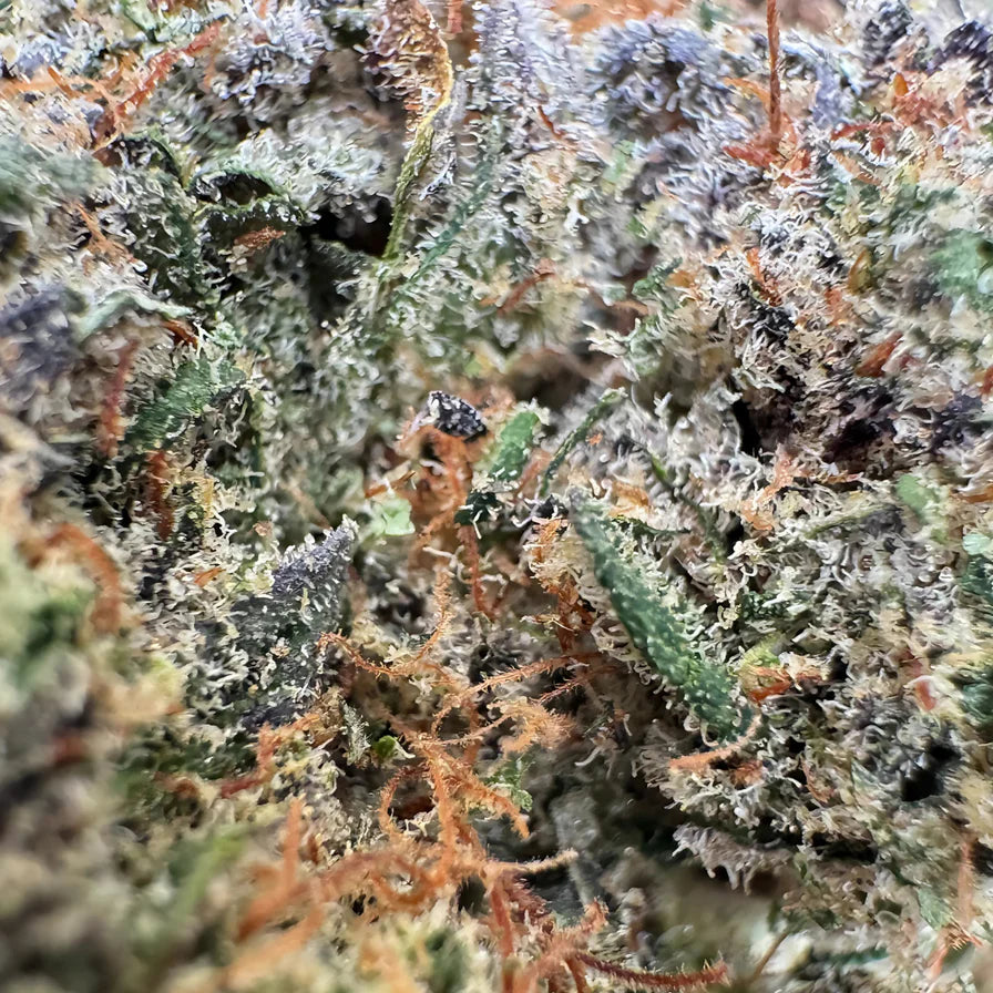 Berry Kush Bulkgoederen
