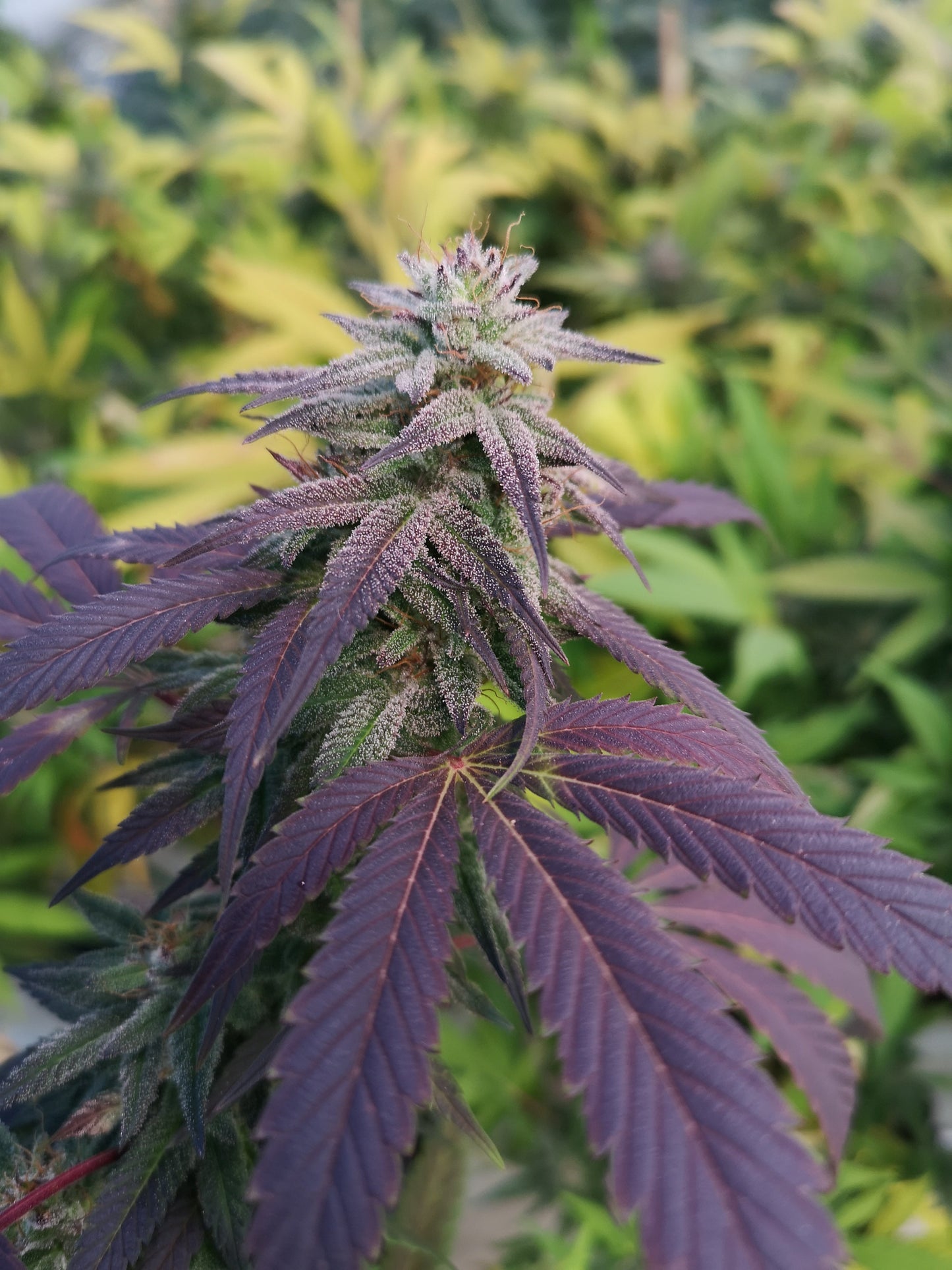 Skizzlez Samen Automatik Lucky Hemp