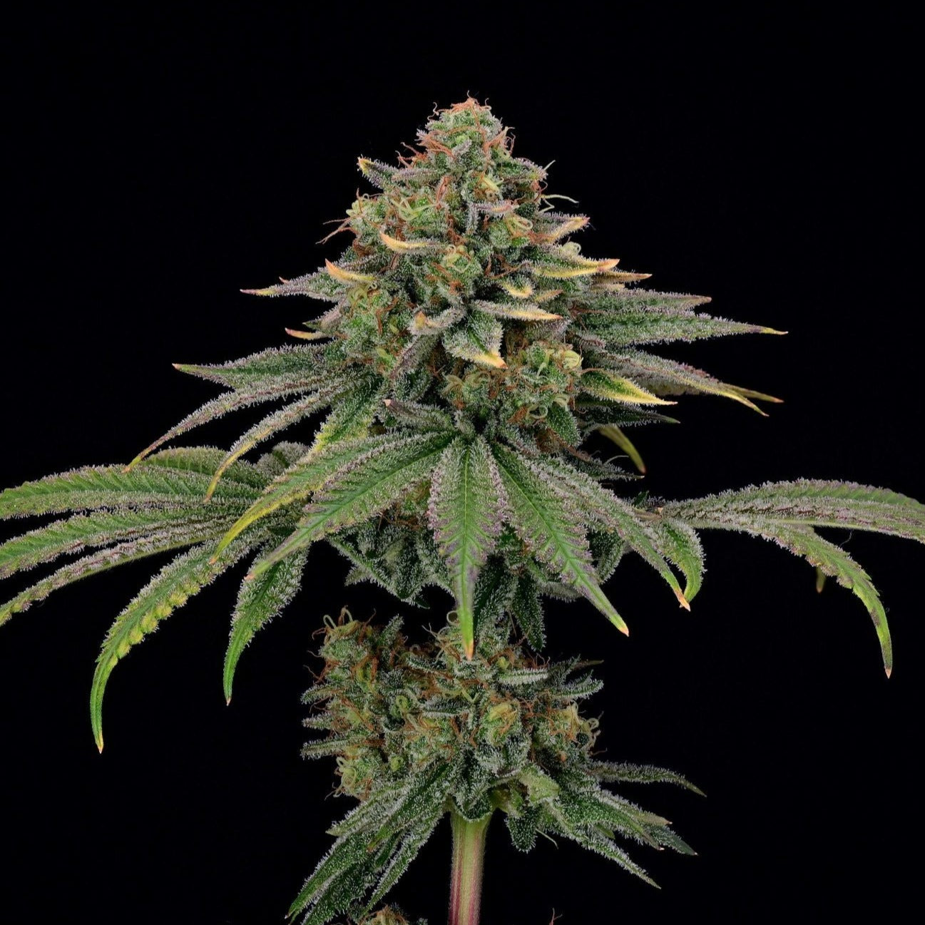 Tropical Gelato Steckling Steckling Lucky Hemp