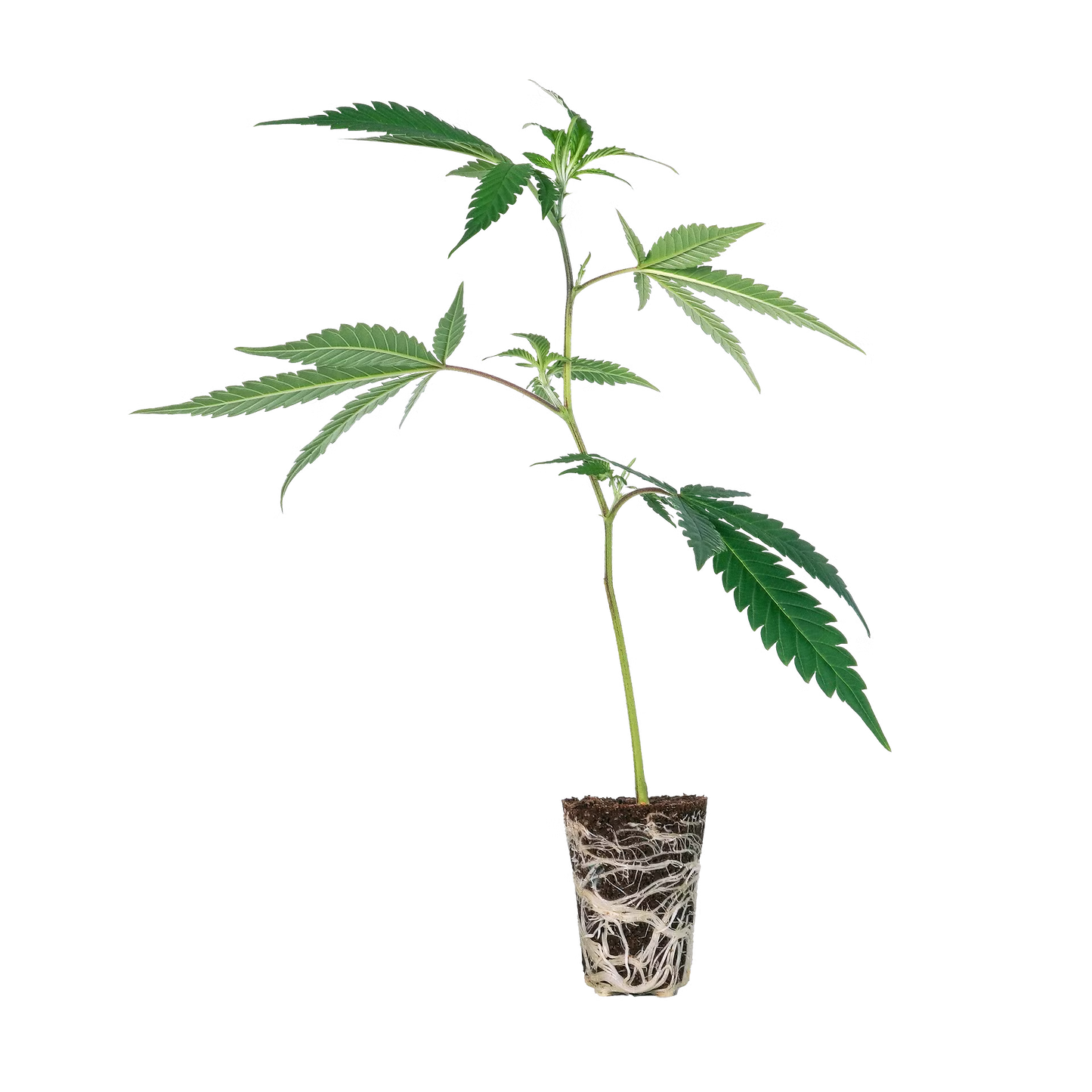 Wappa Steckling Steckling Lucky Hemp