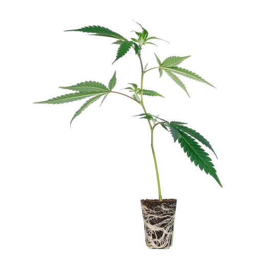 Wappa Steckling Steckling Lucky Hemp