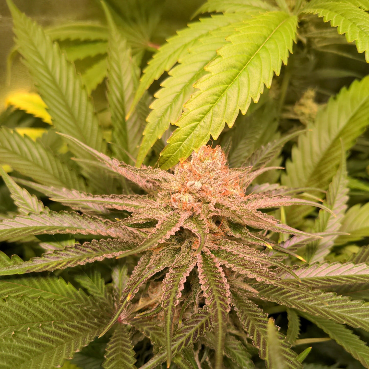 White Widow Samen Feminisiert Lucky Hemp