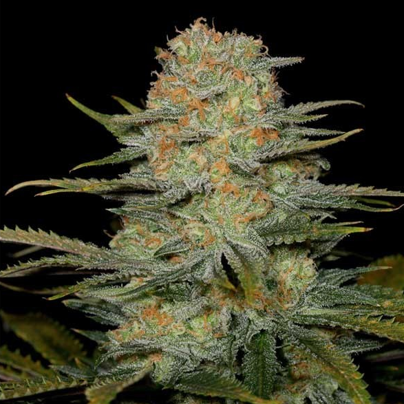 Amnesia CBD Samen Feminisiert Samen Lucky Hemp