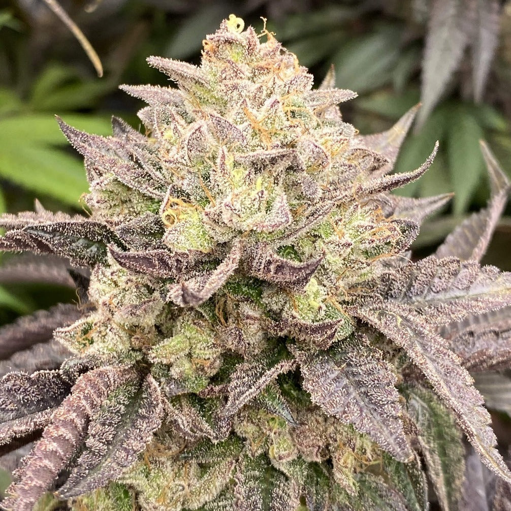 Girl Scout Cookies Steckling Steckling Lucky Hemp