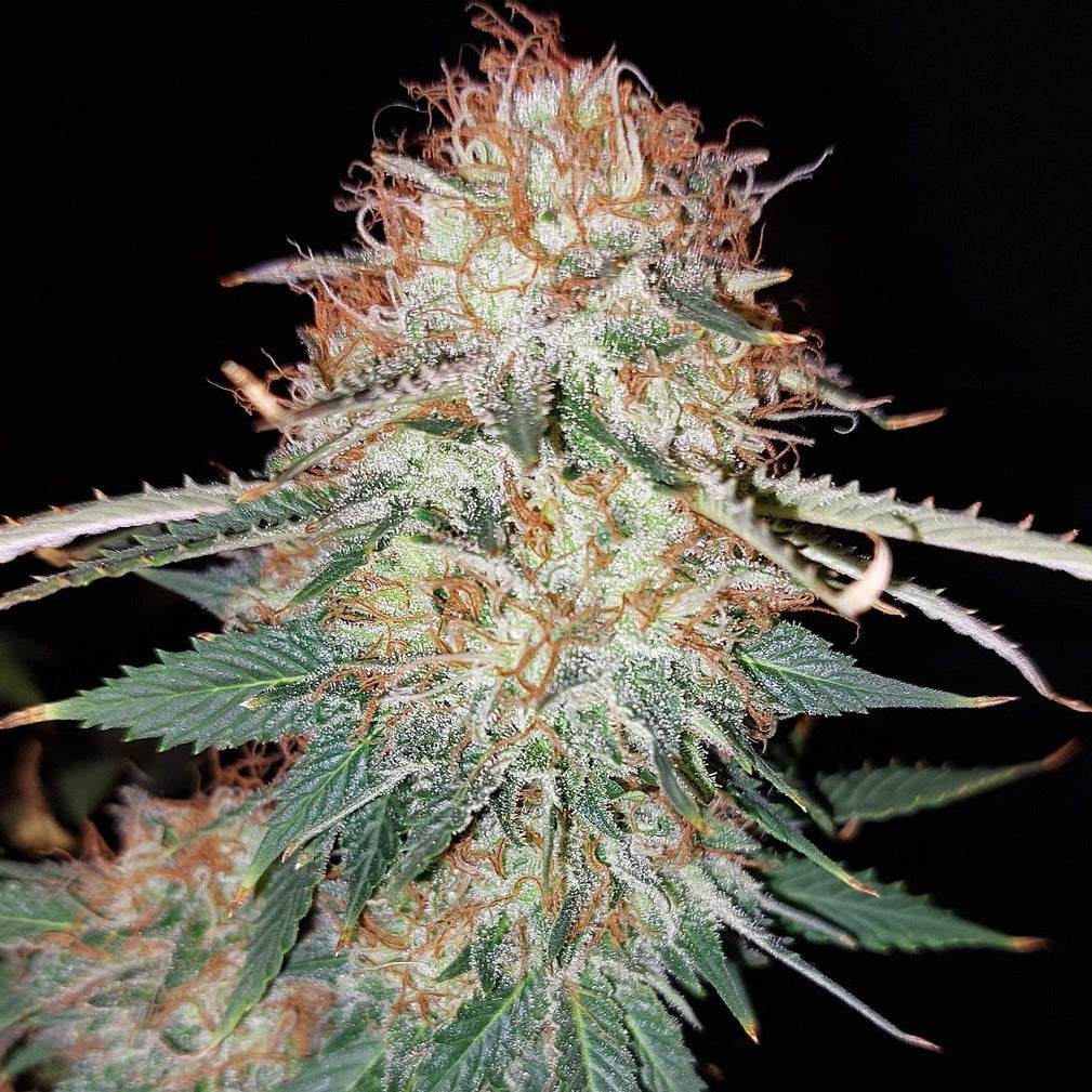 LSD Steckling Steckling Lucky Hemp