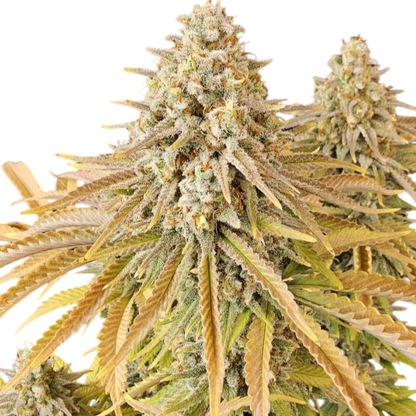 3 Chems Steckling Steckling Lucky Hemp