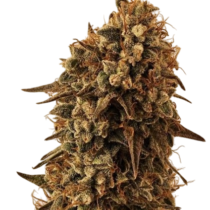 3 Chems Steckling Steckling Lucky Hemp