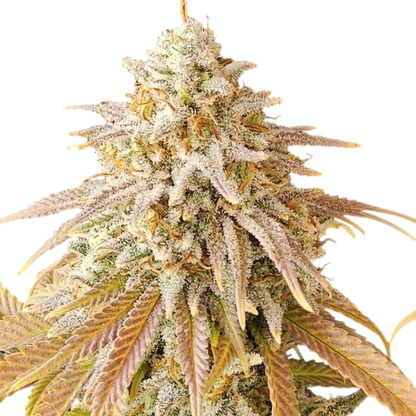3 Chems Steckling Steckling Lucky Hemp