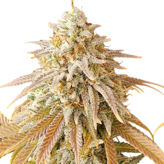 3 Chems Steckling Steckling Lucky Hemp