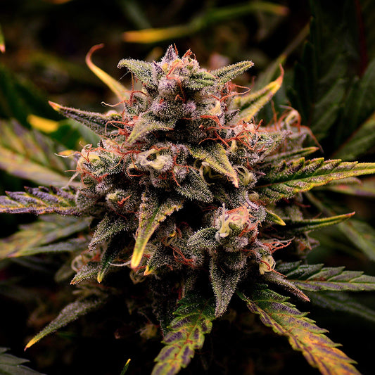 Cream Mandarine Samen Automatik Samen Lucky Hemp