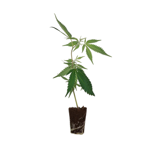 Purple Frost Steckling Steckling Lucky Hemp