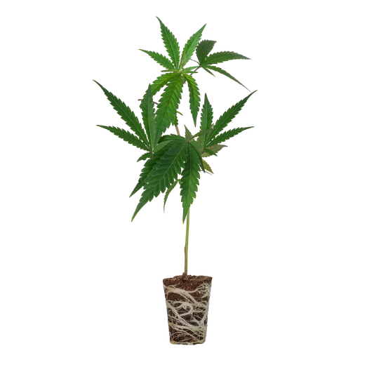 Critical + 2.0 Steckling Steckling Lucky Hemp