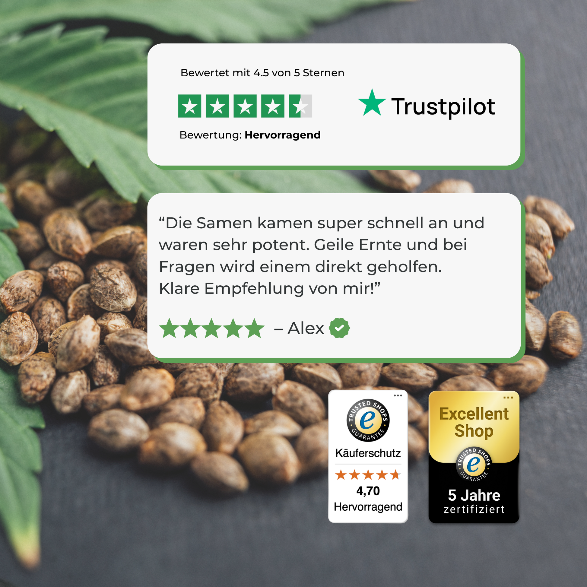 3x OG Kush Samen Feminisiert Samen Lucky Hemp