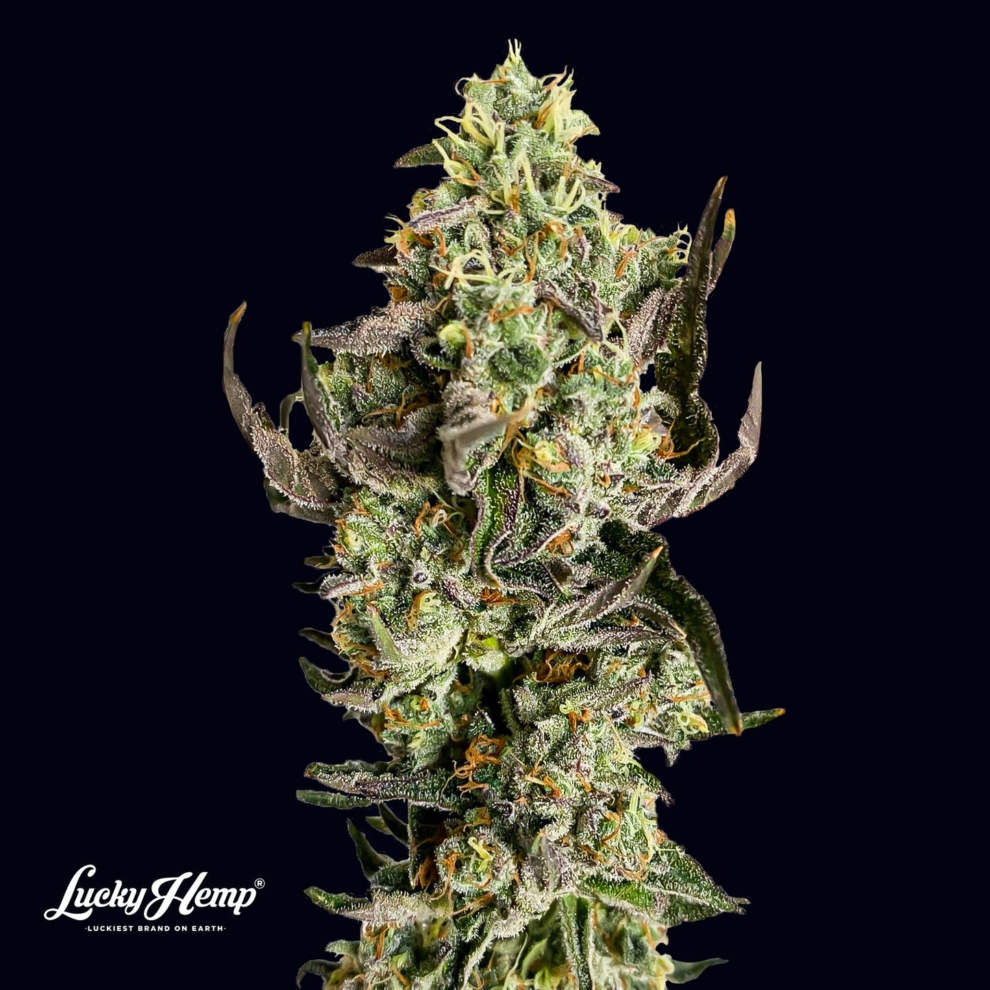 Tropicana Cookies Samen Feminisiert Samen Lucky Hemp