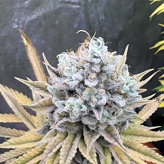 ZOAP Samen Feminisiert Samen Lucky Hemp