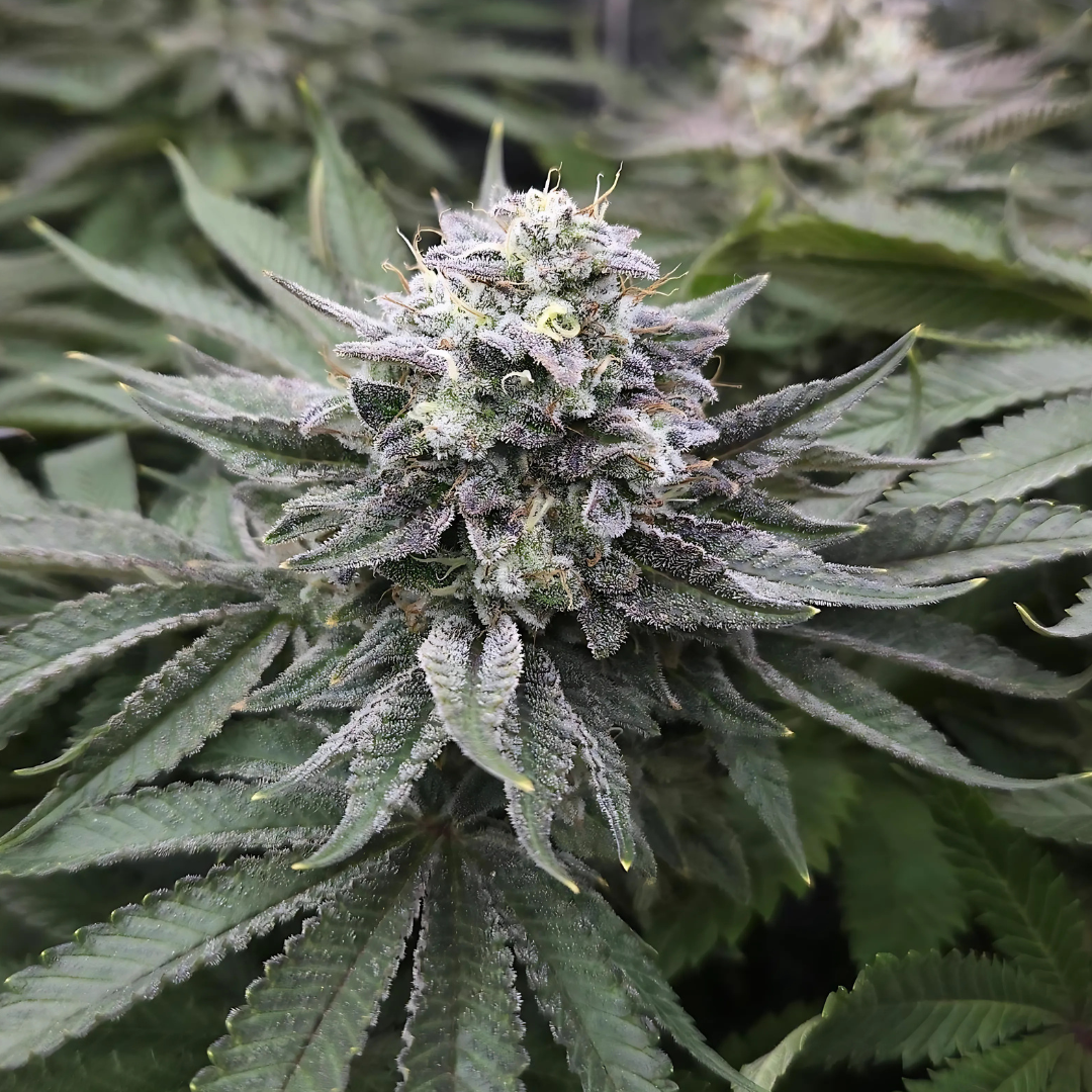 Critical Samen Feminisiert Samen Lucky Hemp