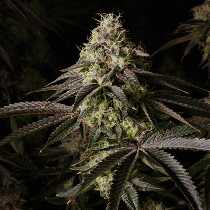 Kosher Kush Samen Feminisiert Samen Lucky Hemp
