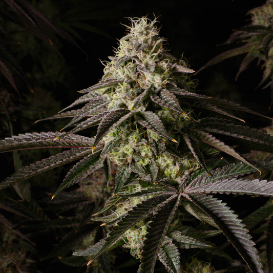 Kosher Kush Samen Feminisiert Samen Lucky Hemp